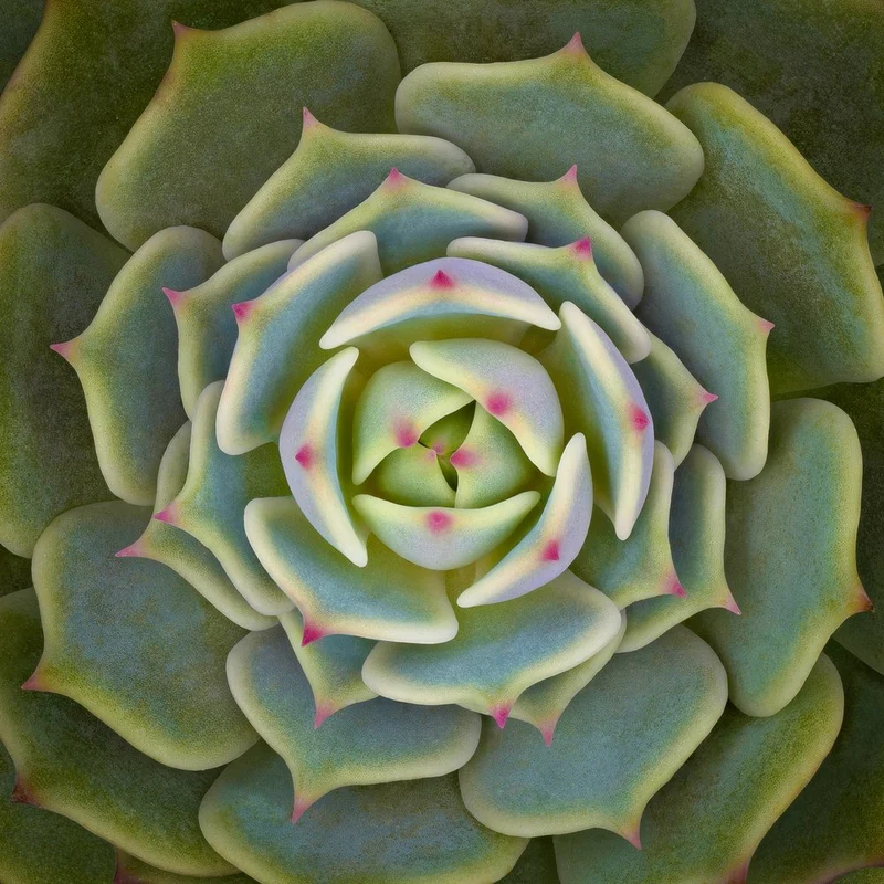 Vibrant Succulent Rosette