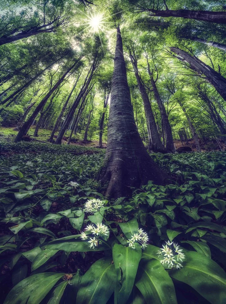 Enchanted Forest Sunlight