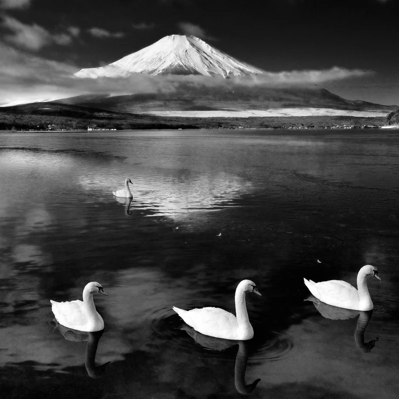 Japan Fuji Swans