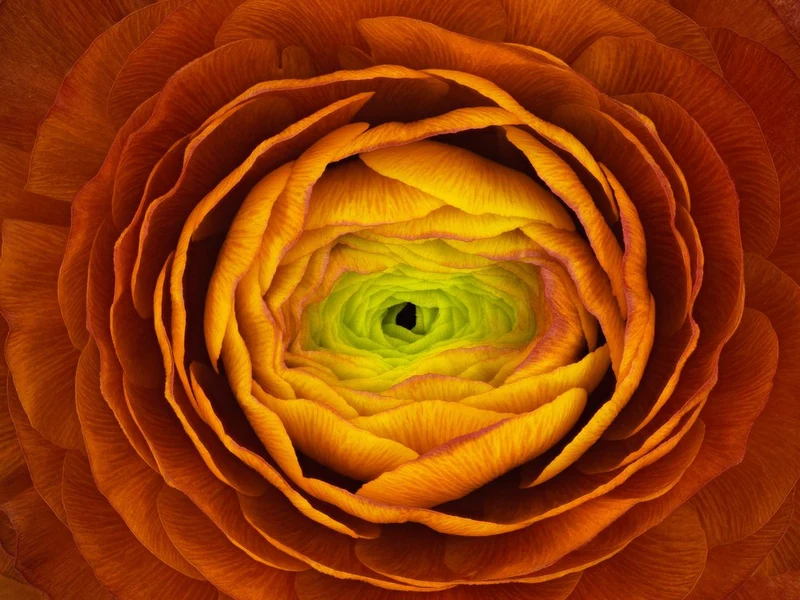 Vibrant Floral Spiral