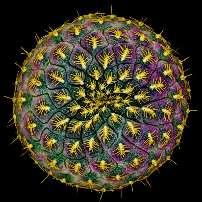 Vibrant Cactus Pattern