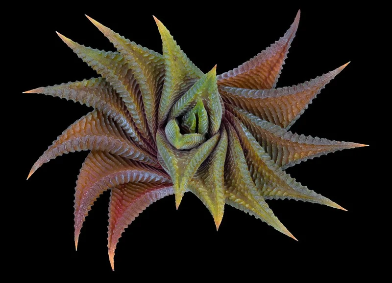 Spiral Succulent Pattern