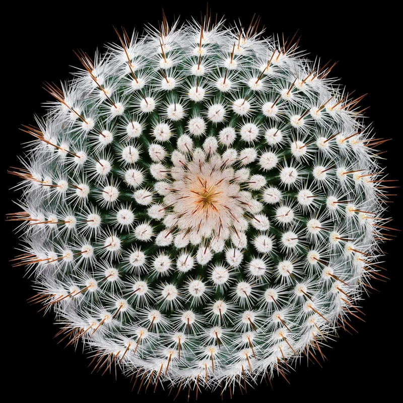 Cactus Spines Geometry