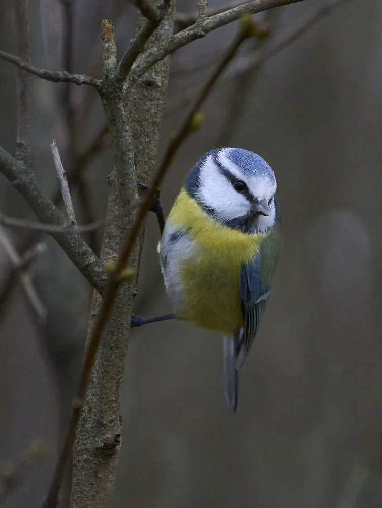 Garden Blue Tit