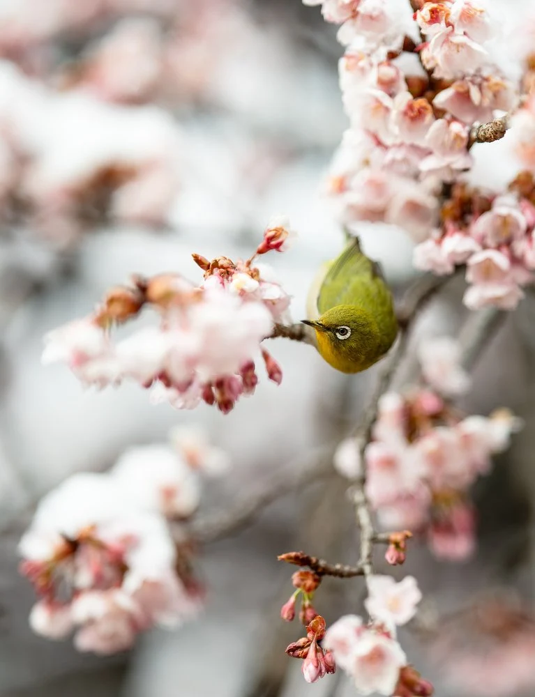 Green Bird Cherry Blossoms