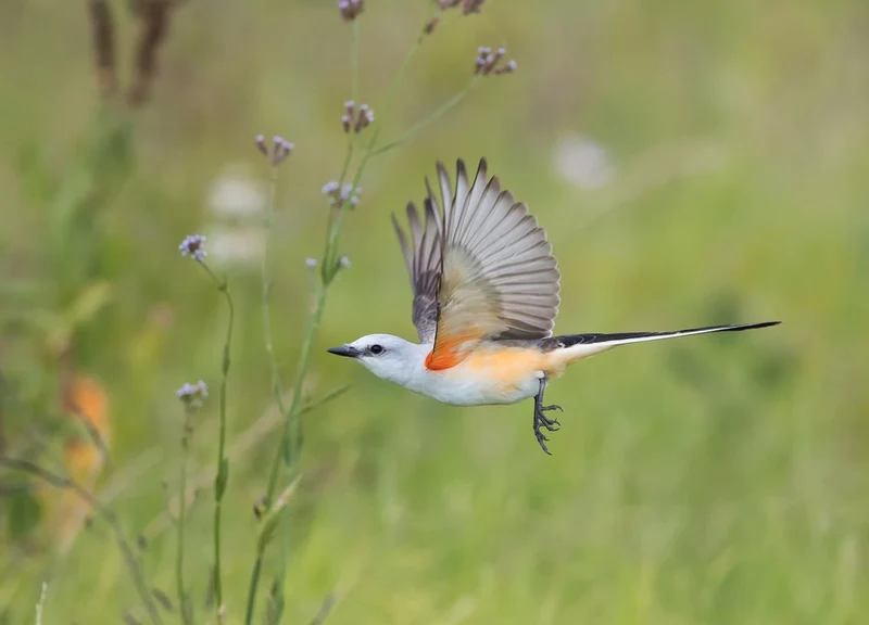 Graceful Bird Flight