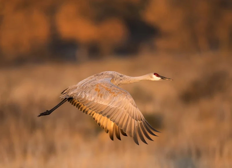 Golden Crane Flight