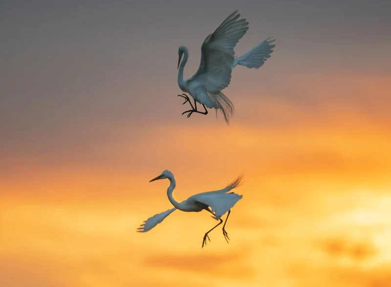 Graceful Egrets Sunset Flight