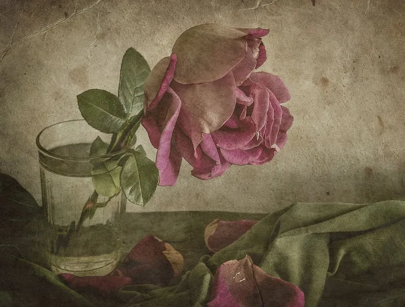 Fading Rose Still Life