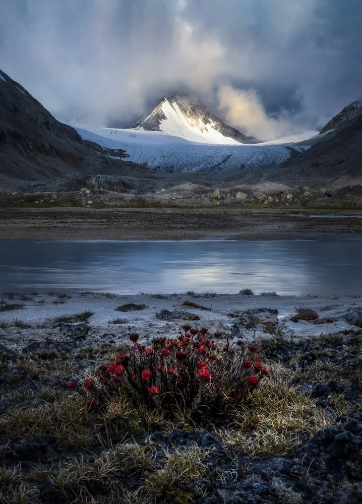 Sunlit Alpine Bloom