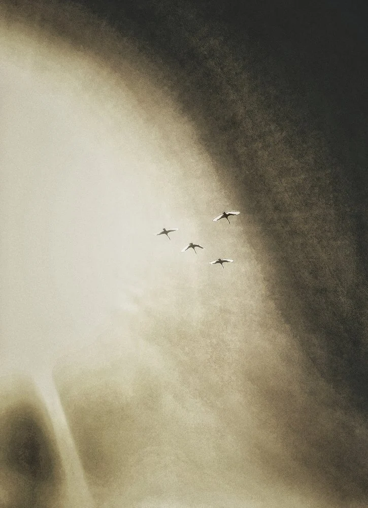 Birds Soaring Sky