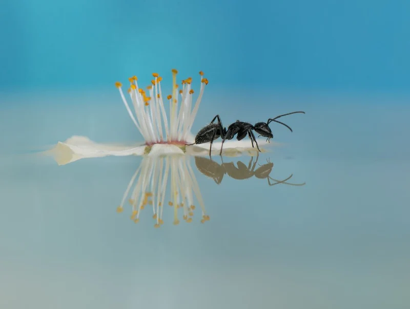 Ant on Floating Blossom