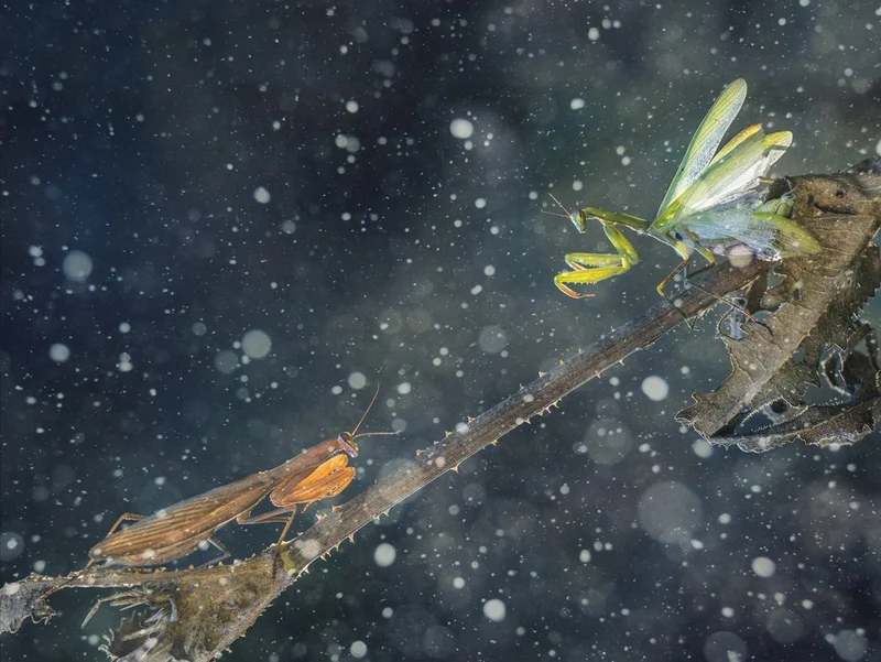 Praying Mantis Encounter