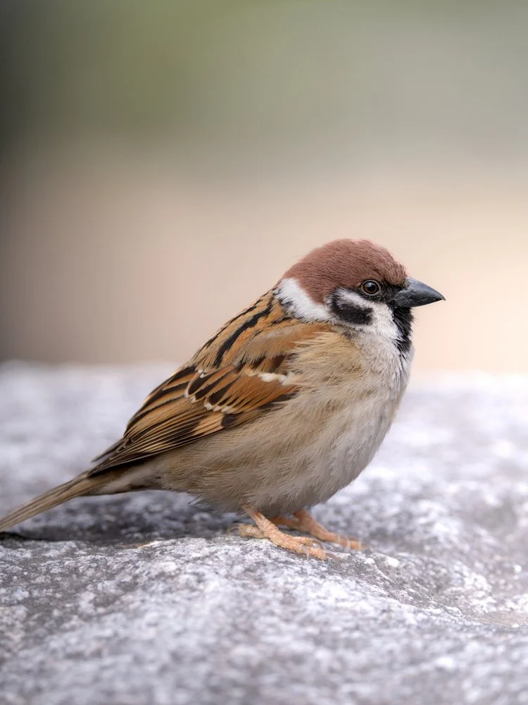 Peaceful Tree Sparrow
