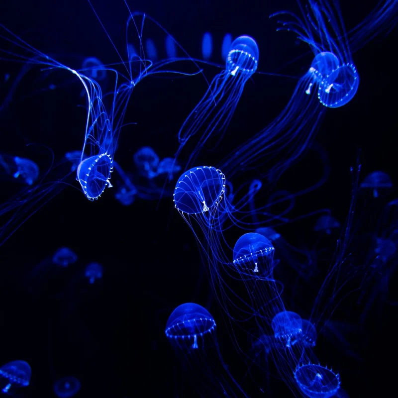 Ethereal Blue Jellyfish