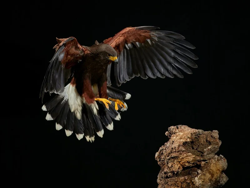 Harris Hawk Landing