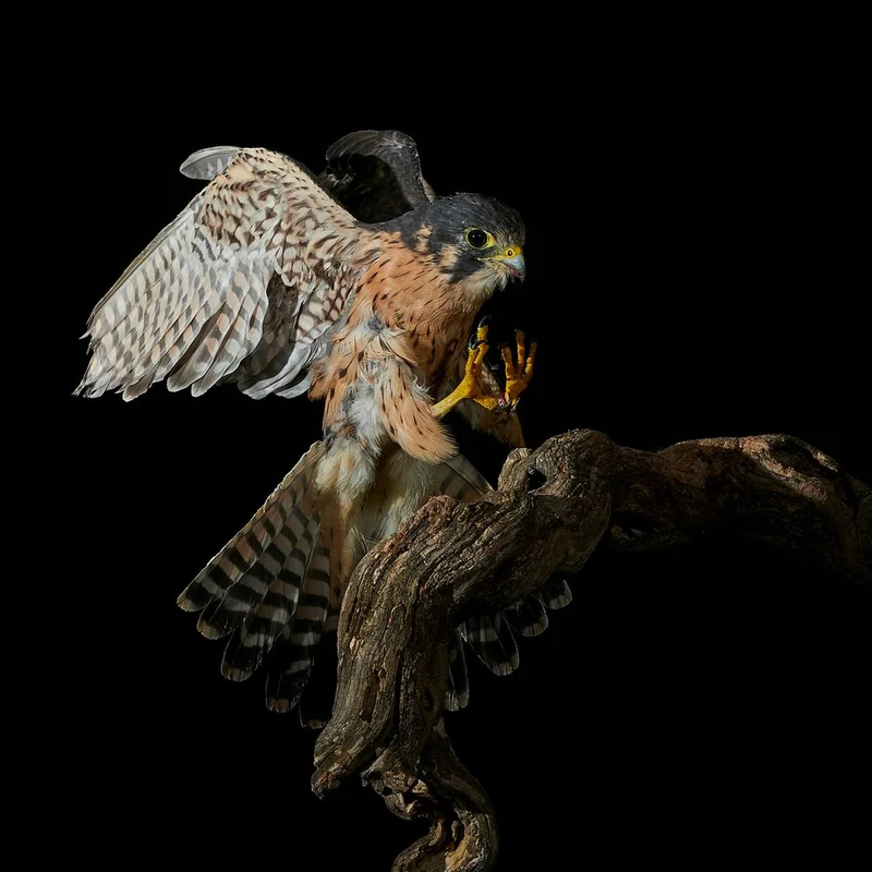 Kestrel Landing Perch