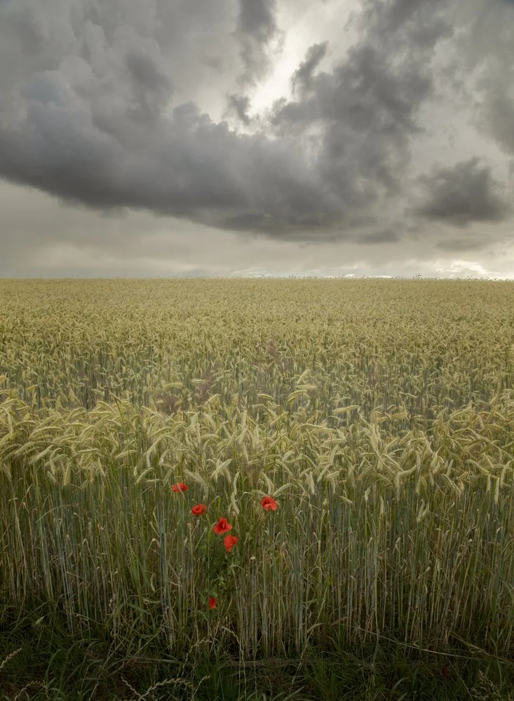 Red Poppies Dramatic Sky
