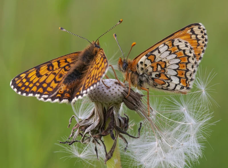 Orange Dandelion Butterflies