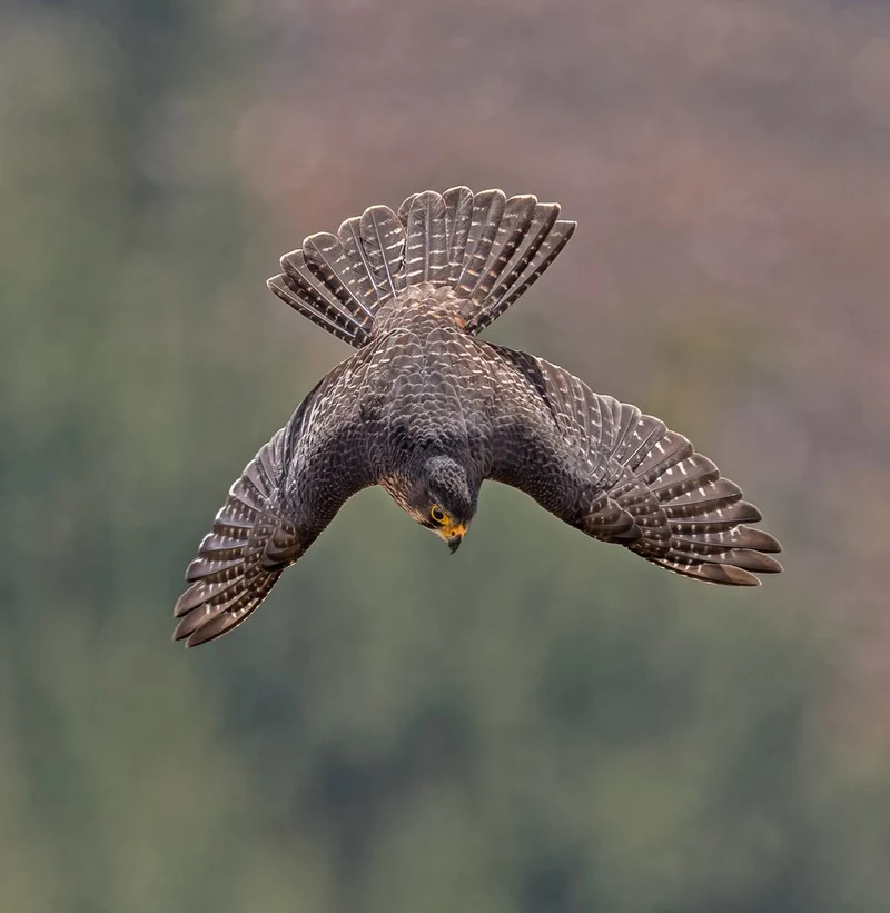Powerful Falcon Dive