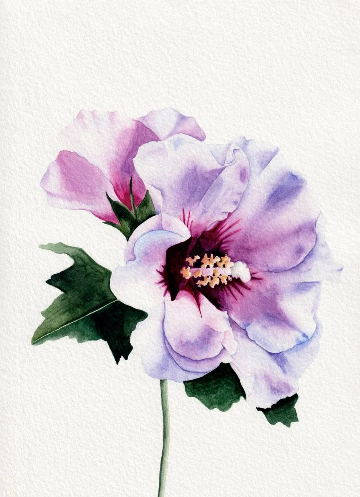 Purple Hibiscus Blooms