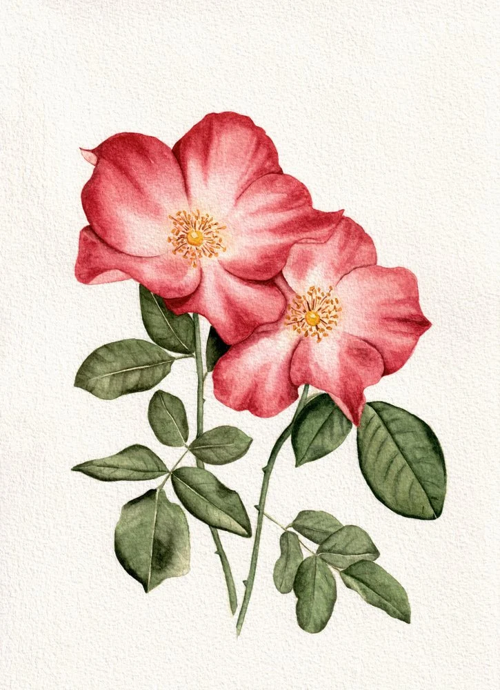 Botanical Pink Roses
