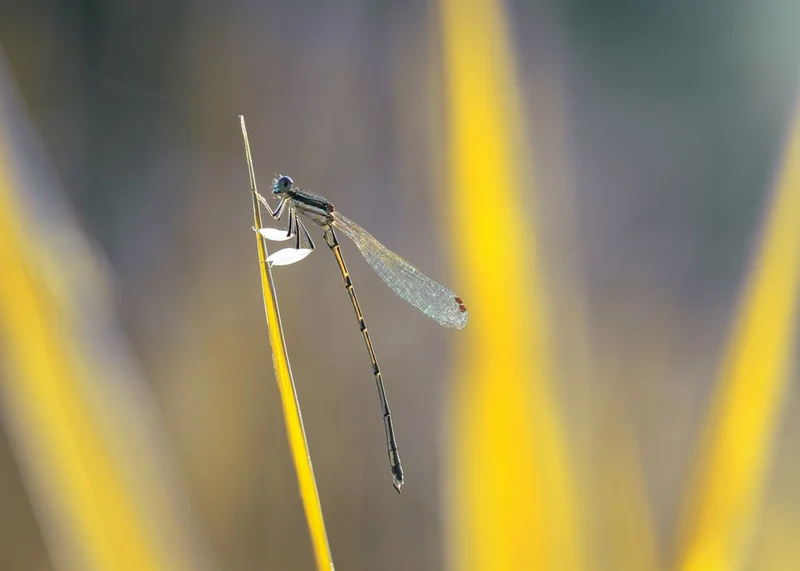 Delicate Damselfly Perched
