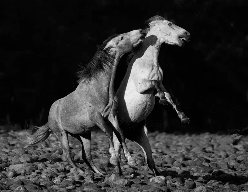 Rearing Horses Battle