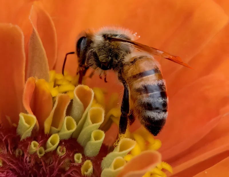 Honey Bee on Orange Bloom