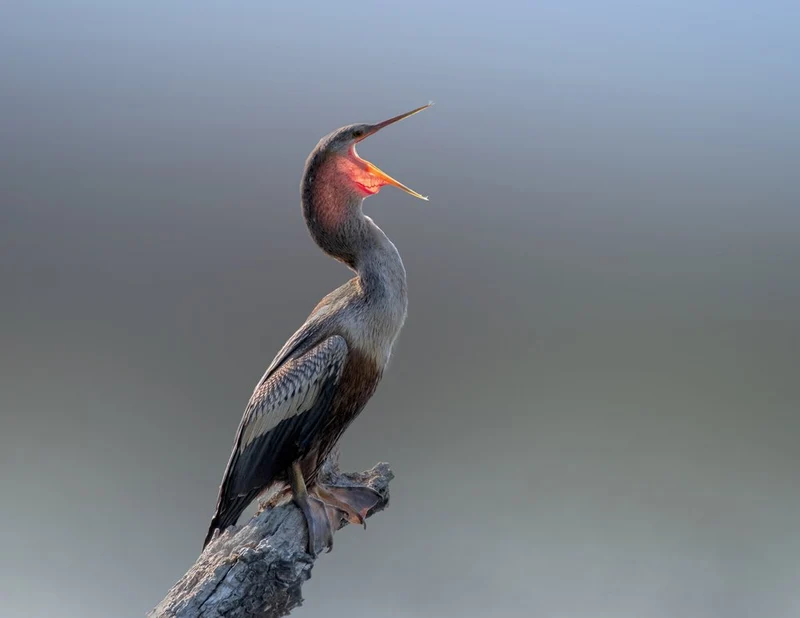 Vibrant Anhinga Call