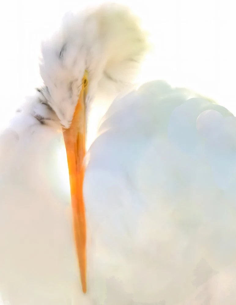 Graceful Egret Preening
