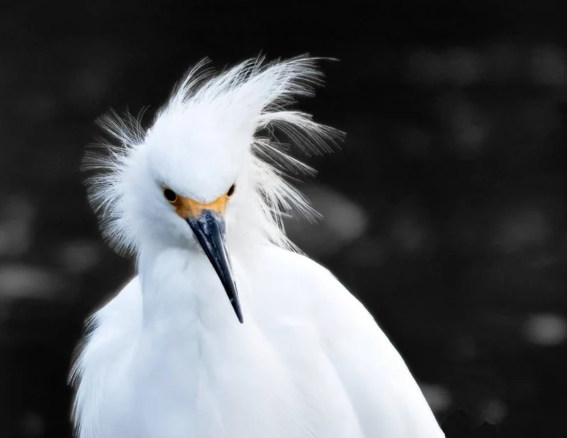 Wild Feathers Egret
