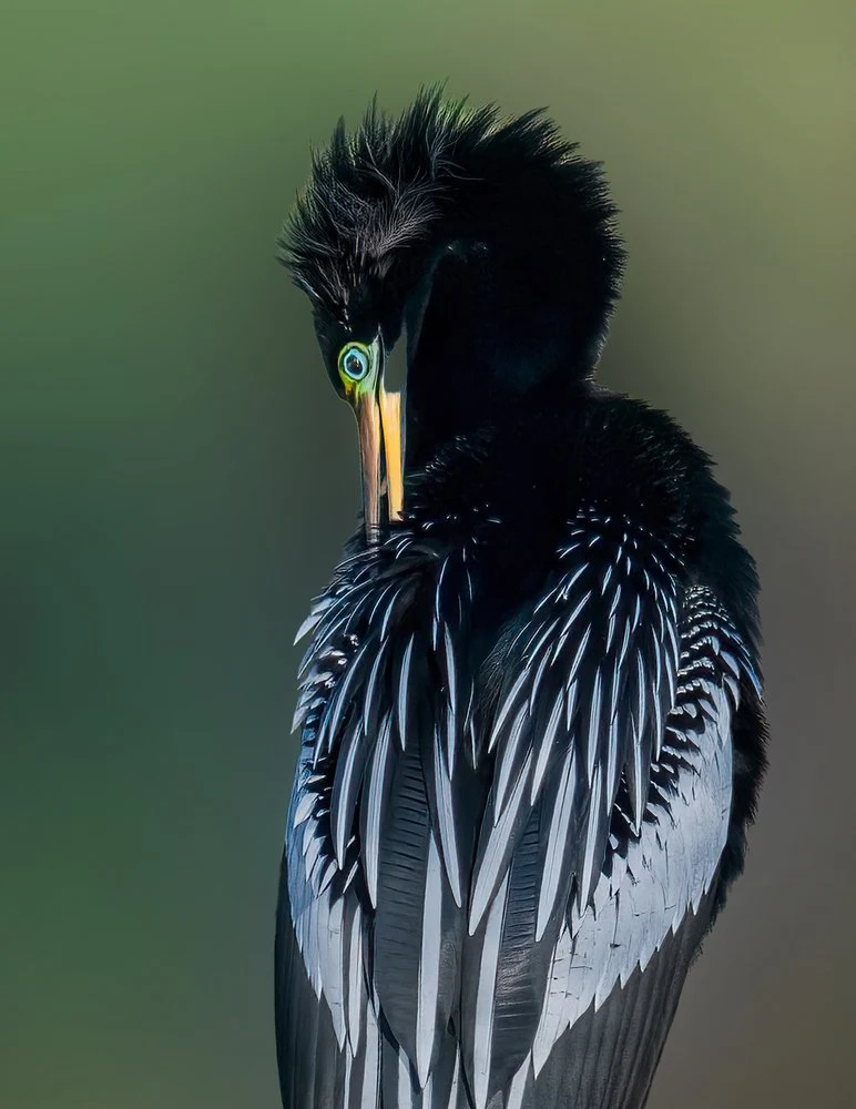 Green Eyed Anhinga