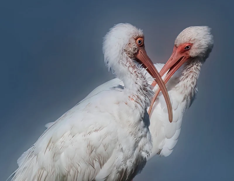 Loving White Ibises
