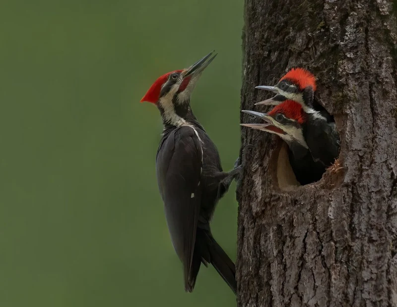 Pileated Woodpecker Family