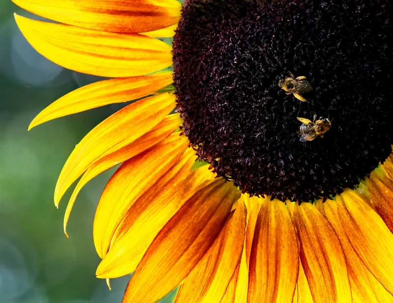 Golden Sunflower Busy Bees