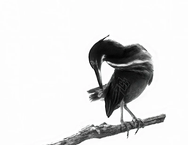Sleek Bird Preening