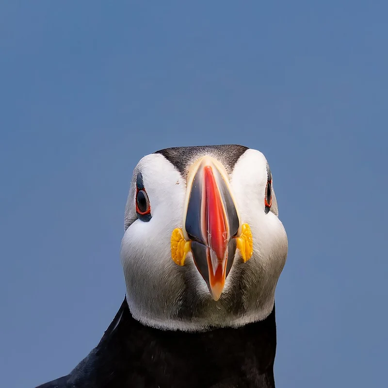 Atlantic Puffin Portrait
