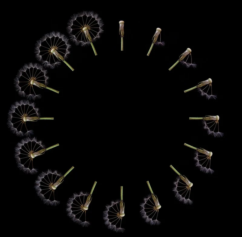 Dandelion Seed Cycle