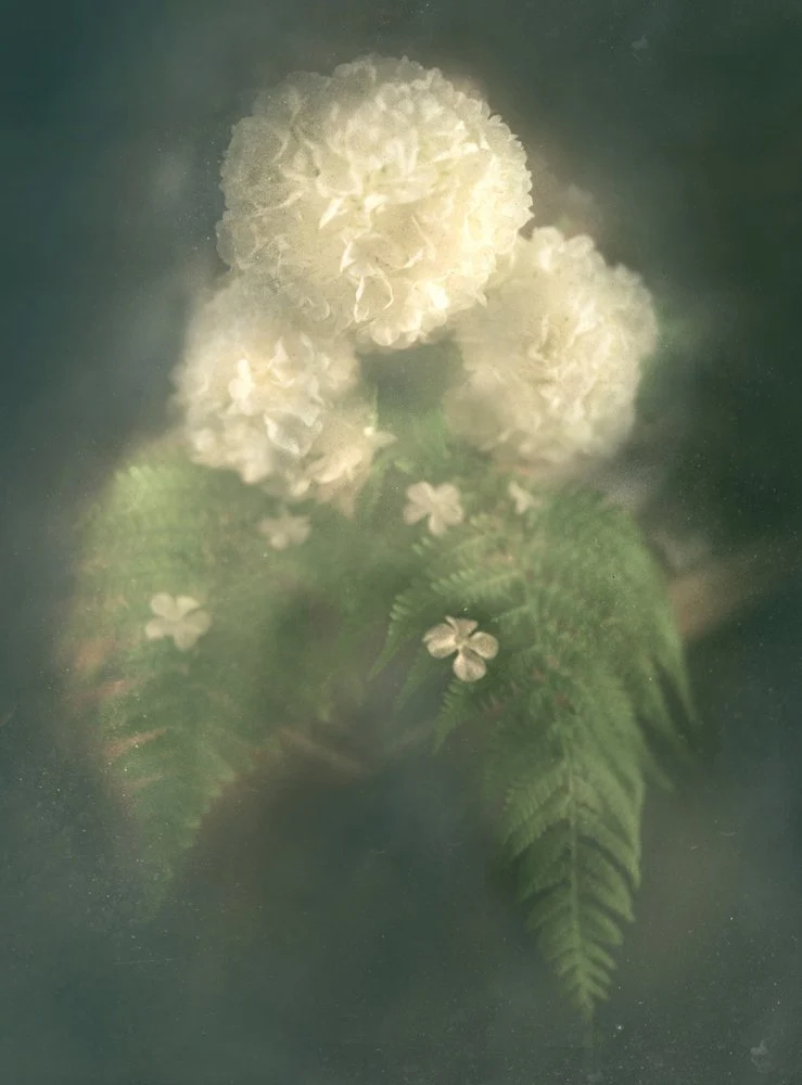 Dreamy White Flowers