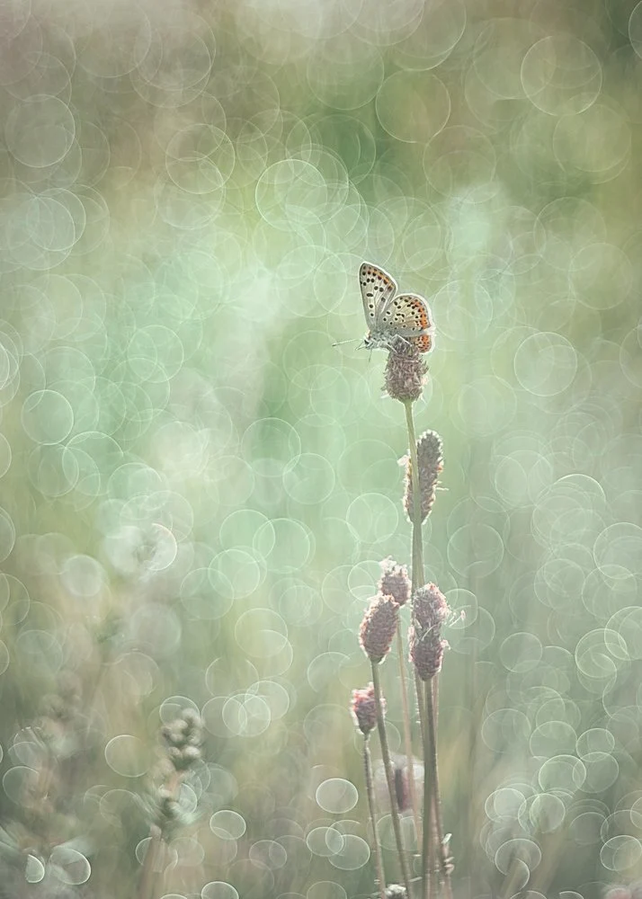 Dreamy Butterfly Light