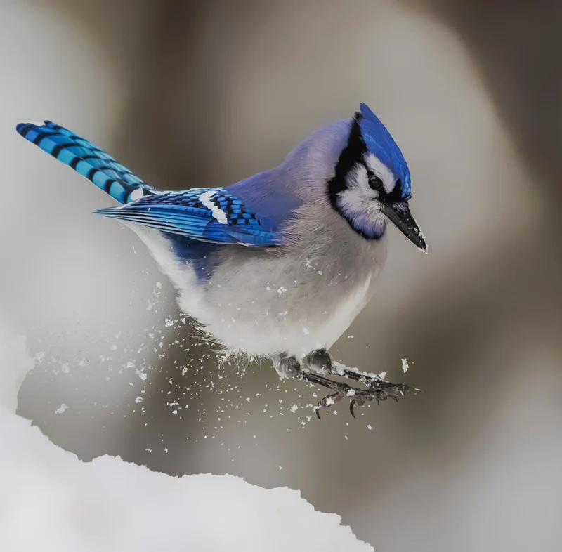 Blue Jay Snow Jump