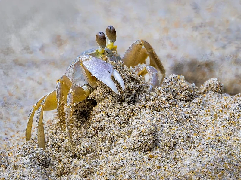 Crab on Beach Sand