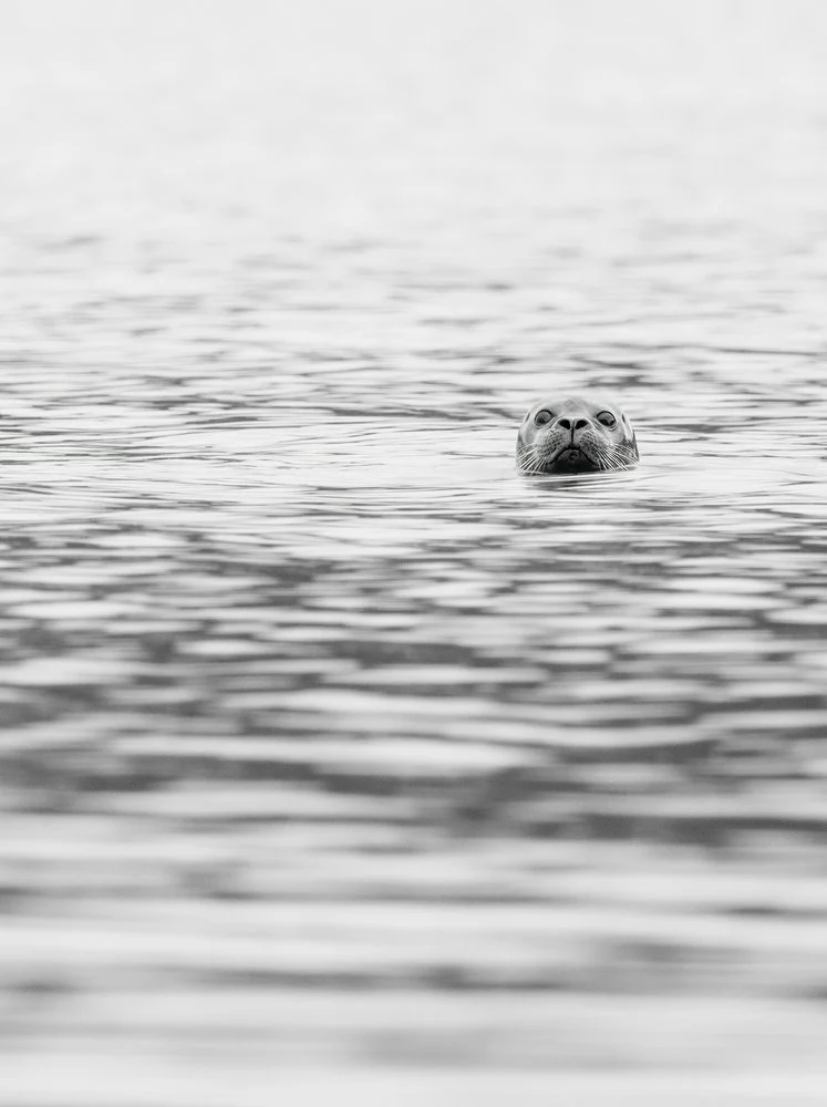Curious Seal Gaze