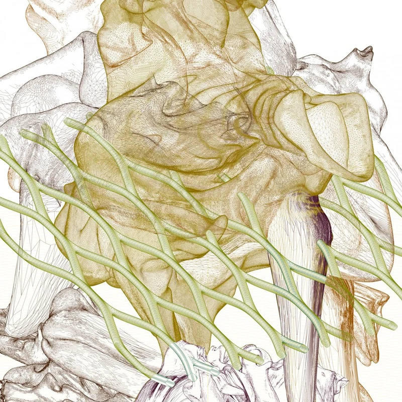 Organic Skeletal Network