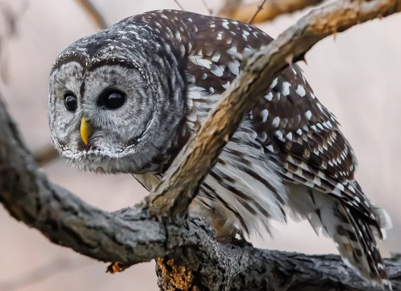 Watchful Forest Owl