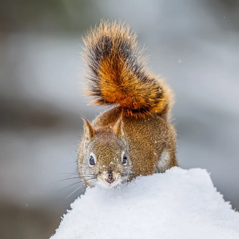 Curious Red Squirrel