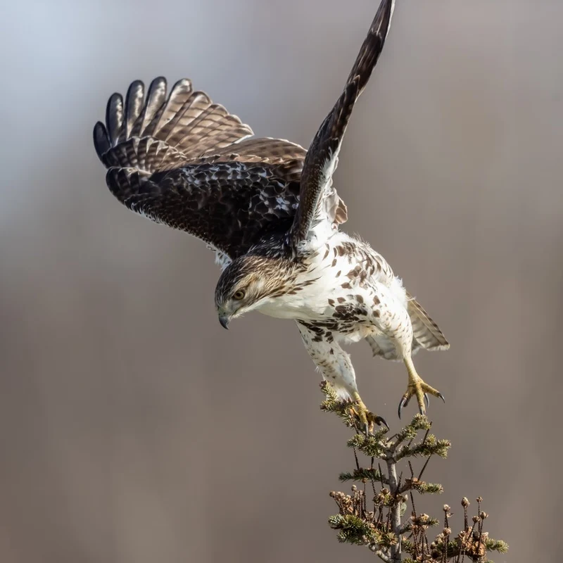 Wild Hawk Landing Moment