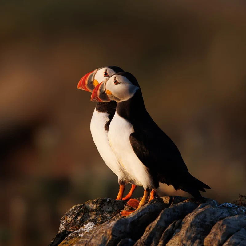 Two Puffins On Rocks
