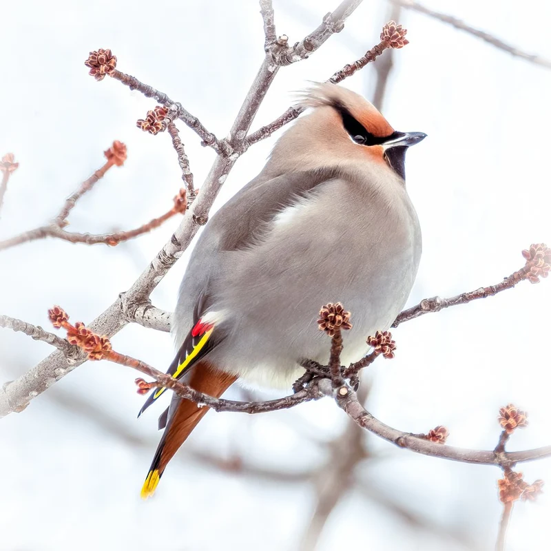 Waxwing Winter Perch